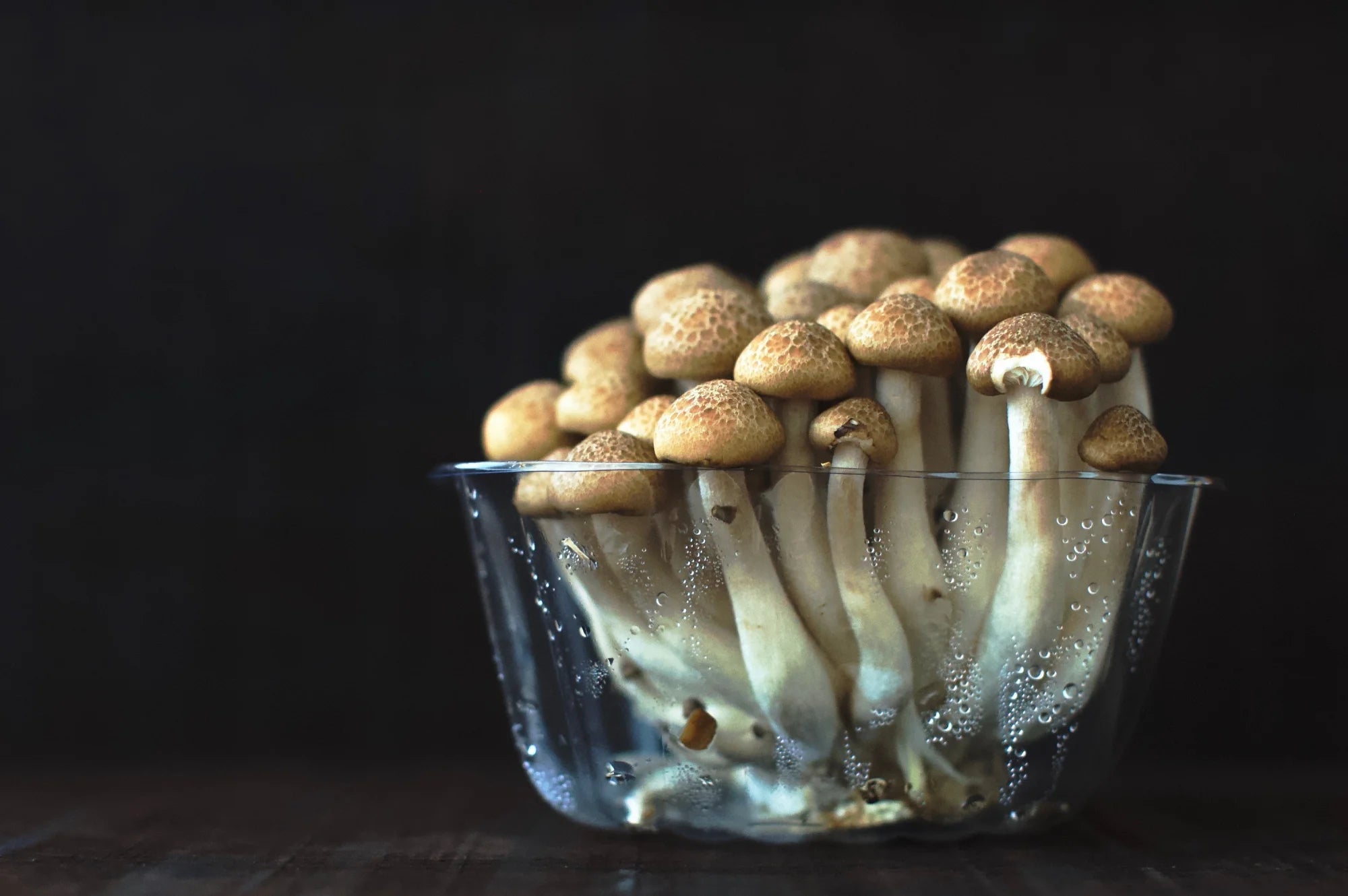 A bowl of adaptogen mushrooms