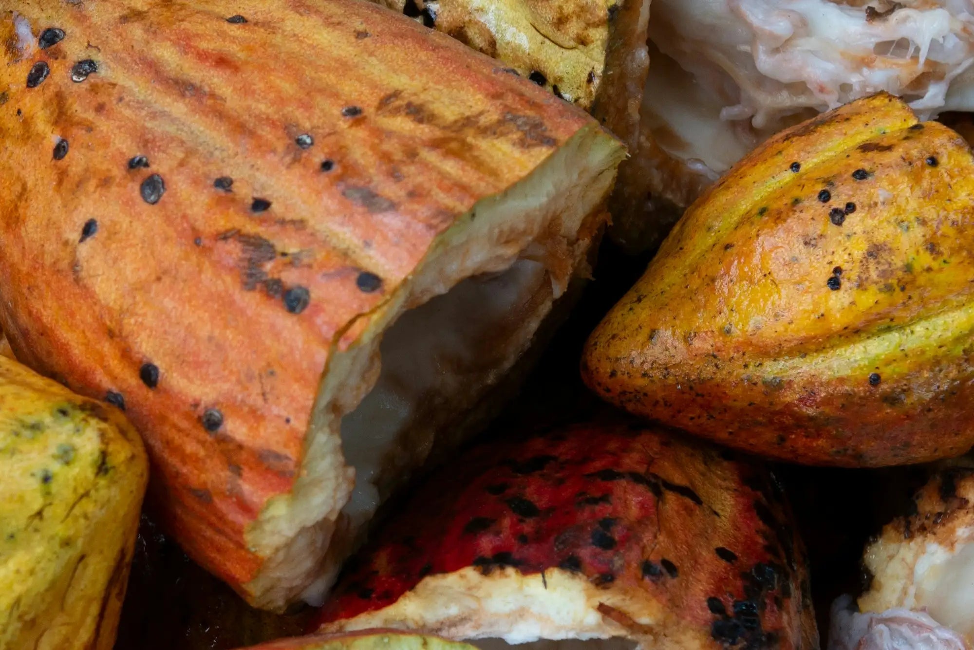 Cacao plant cut in half