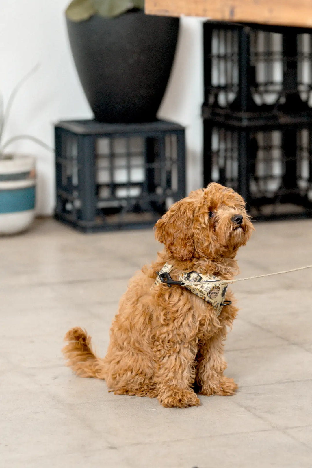 One of the Earthrise founders, Honey, a small poodle dog, smiling at the camera