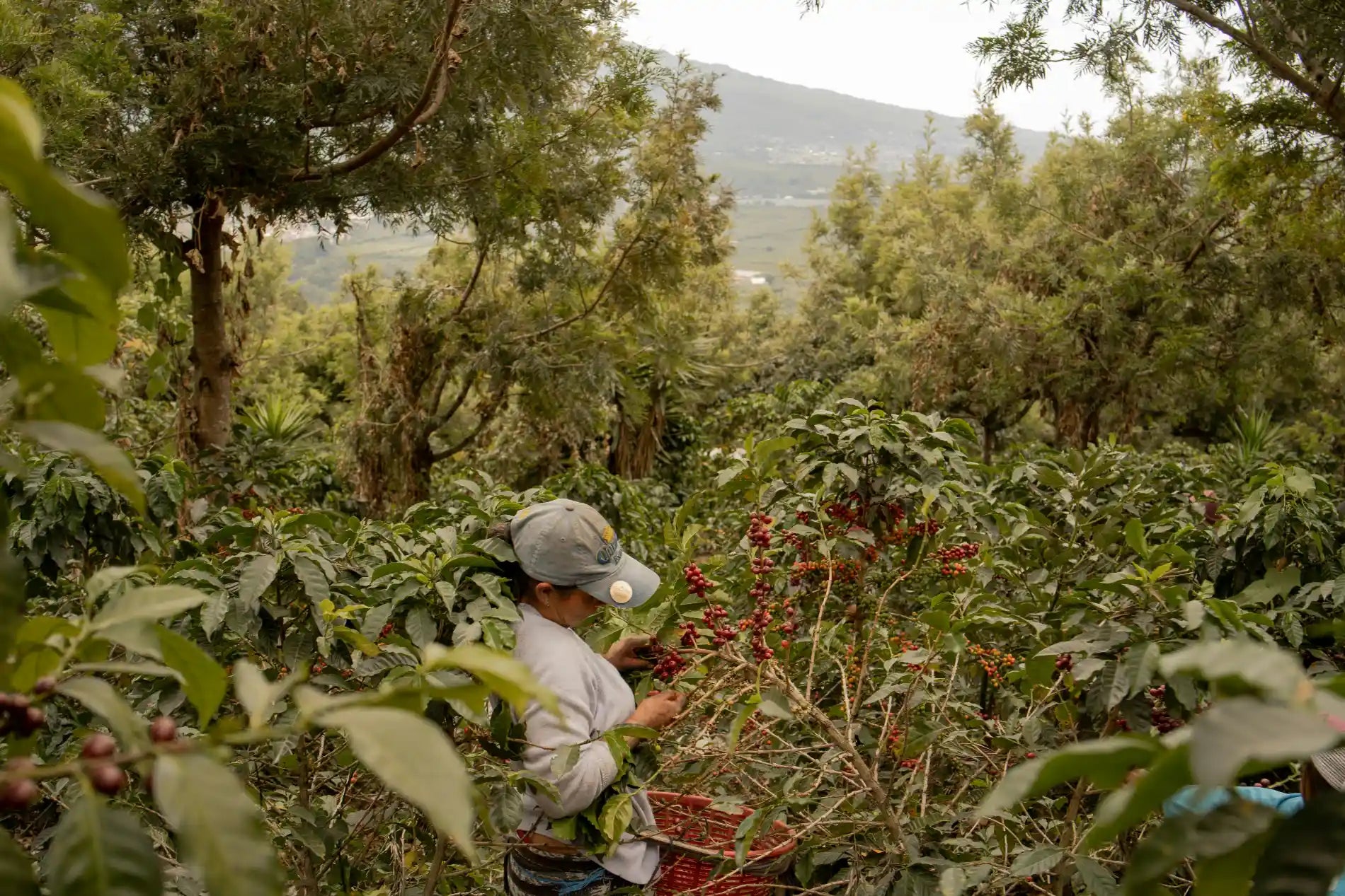Mushroom Coffee: A Safer, Sustainable Alternative