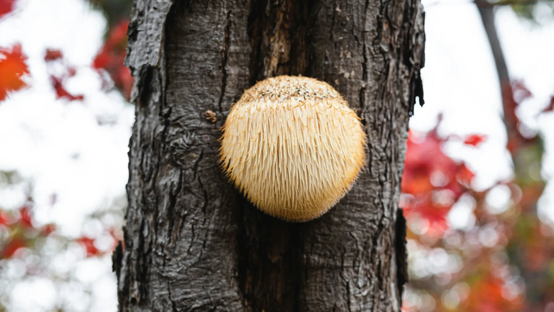 Lion's mane mushroom growing on a tree.